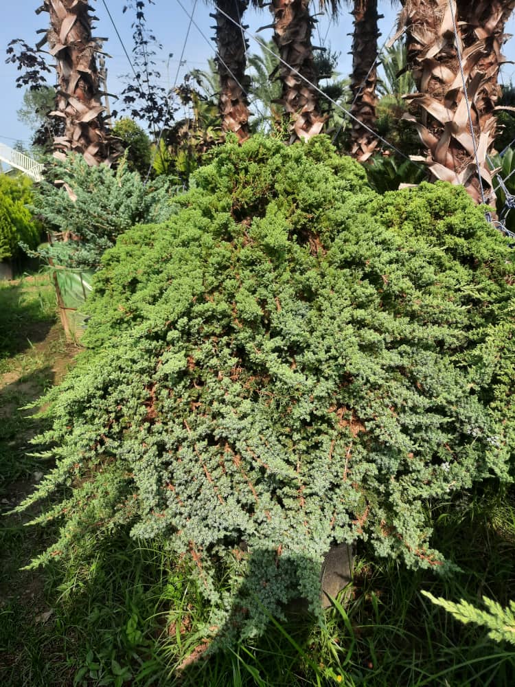 ارائه محصولات ارگانیک