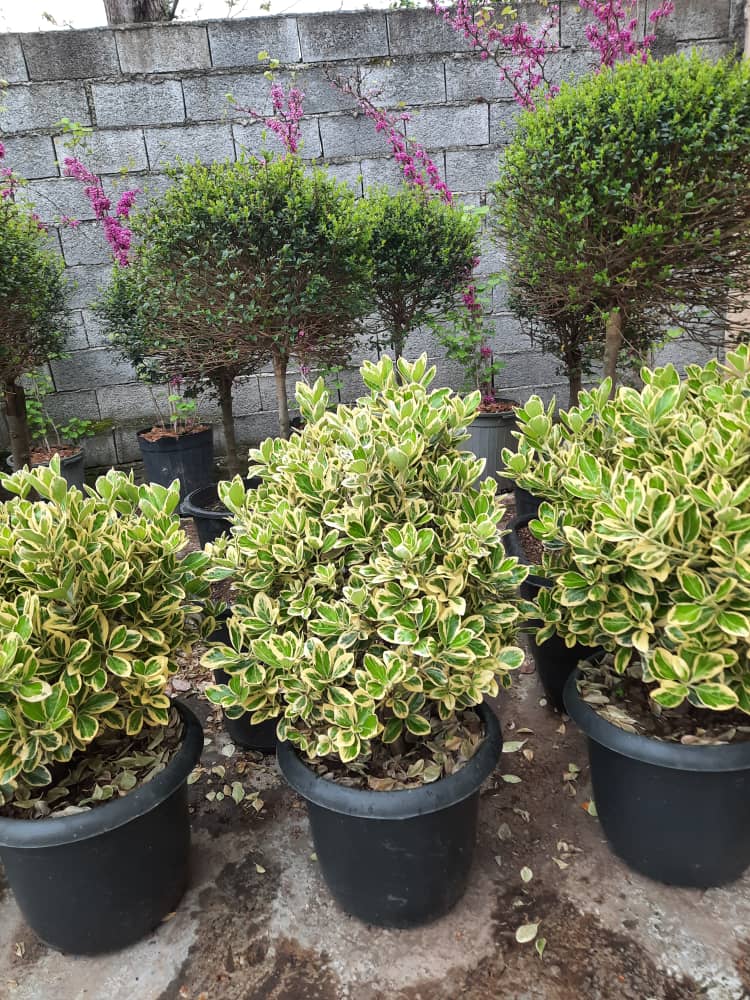 ارائه خدمات با کیفیت