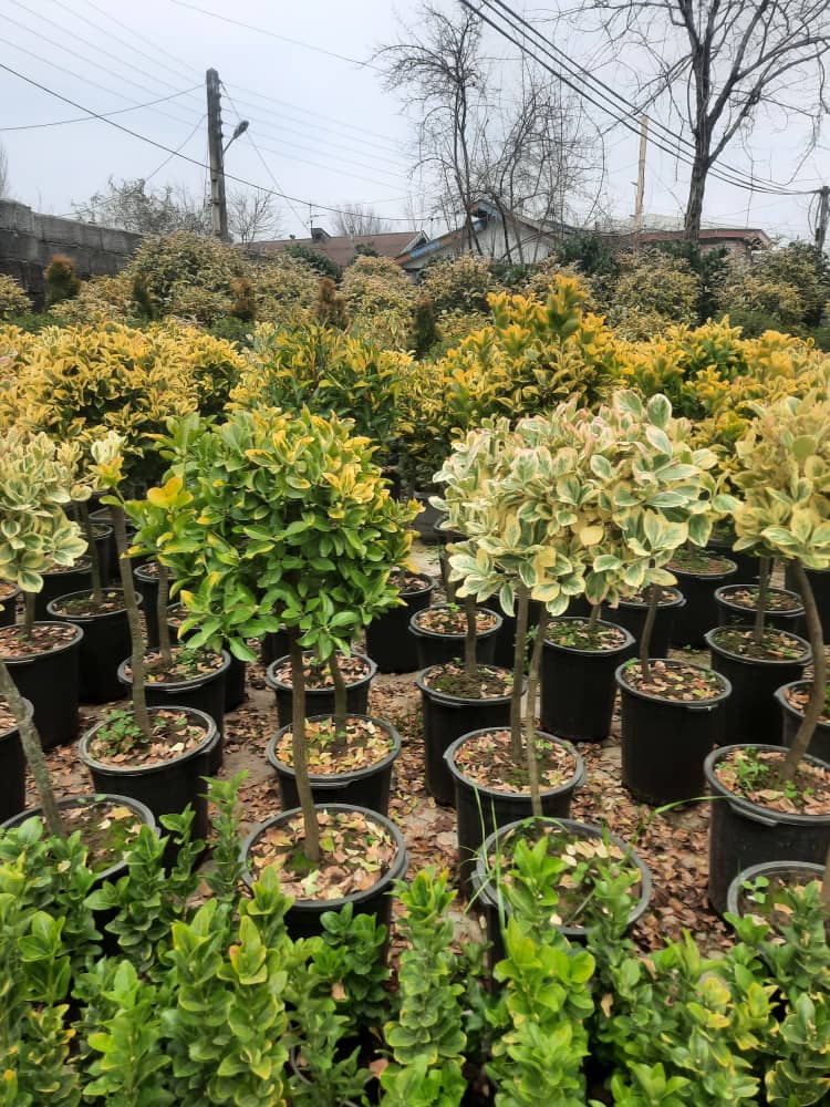 محوطه سازی حرفه ای