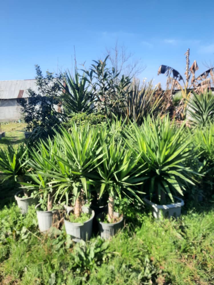 تنوع بی‌نظیر