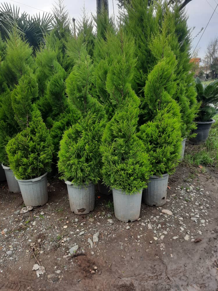 تخصص و مهارت در کار