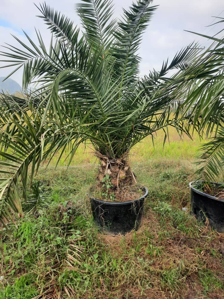 معرفی خدمات فروش گل و گیاه جعفرپسند در رودسر تمیجان