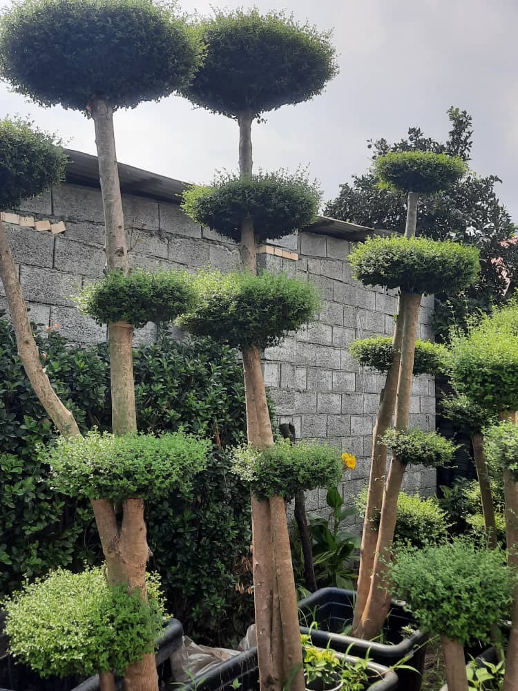 تمرکز بر کیفیت و پشتیبانی در خدمات جعفرپسند رودسر تمیجان