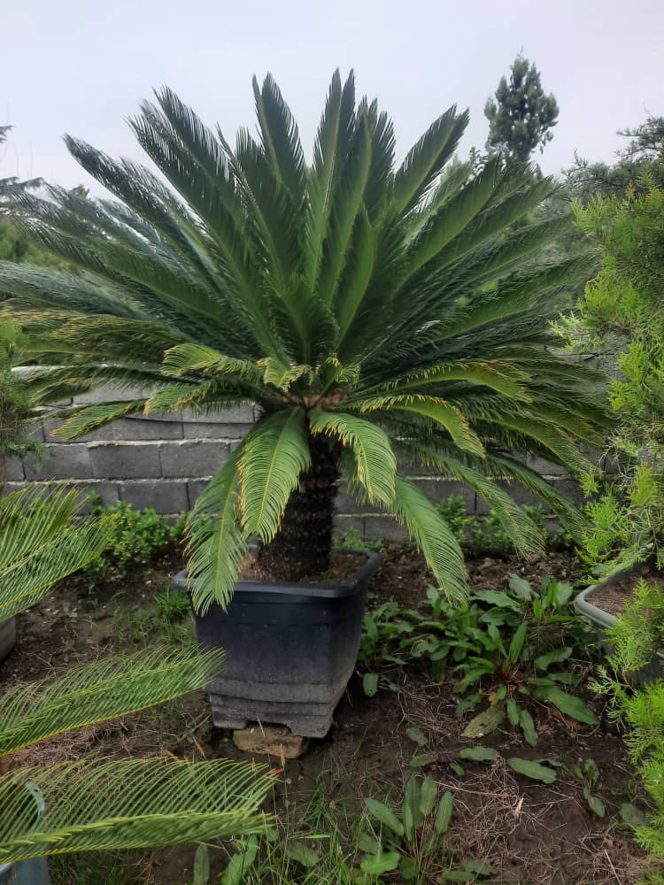 اهمیت محیط زیست و خدمت‌رسانی پایدار در جعفرپسند رودسر تمیجان