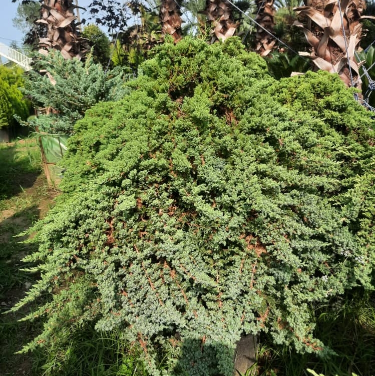 فروش گل و گیاه جعفرپسند در رودسر تمیجان